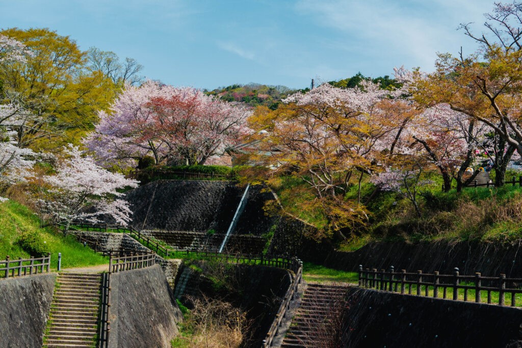 ネゴロの桜